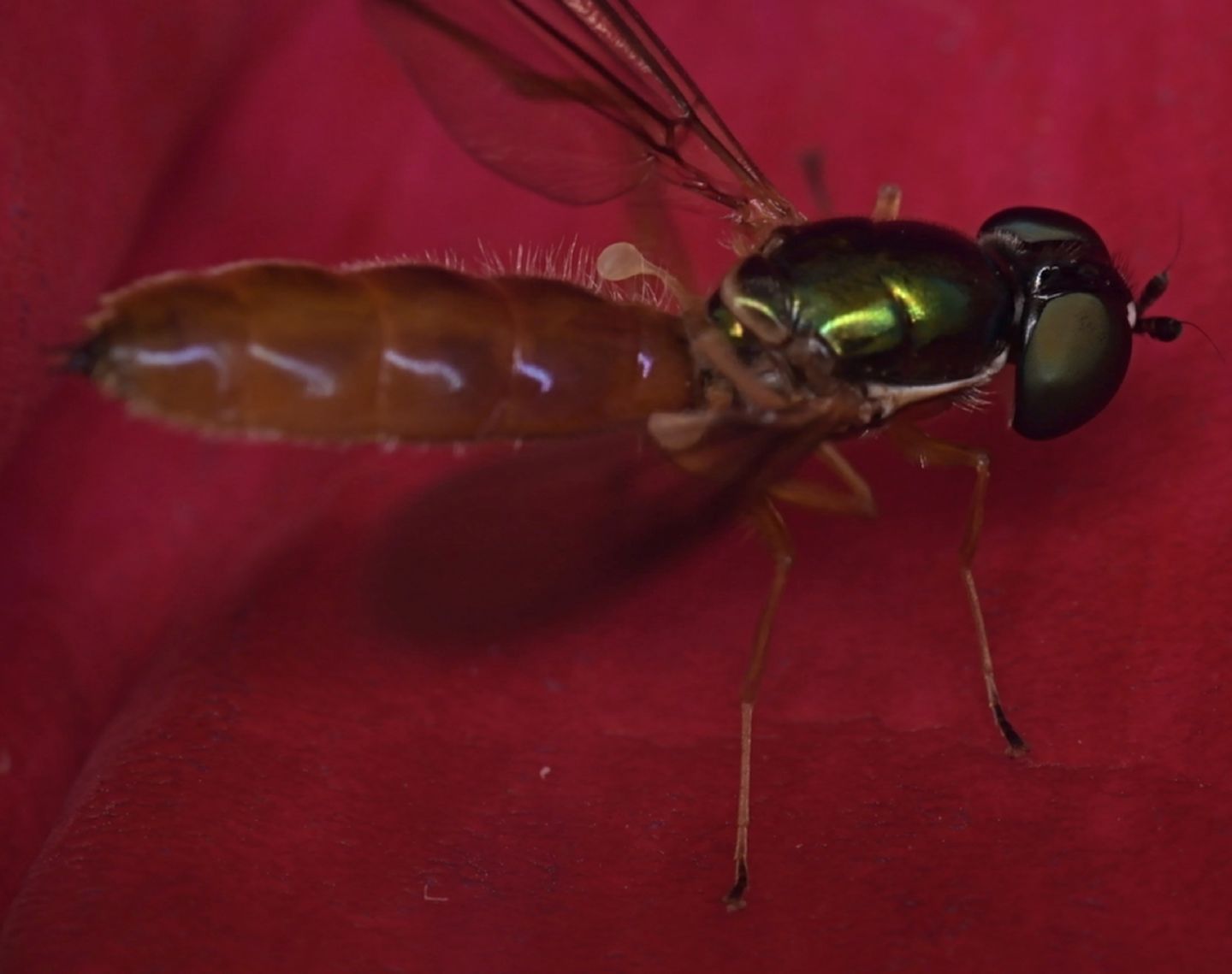 Stratiomyidae: Sargus bipunctatus